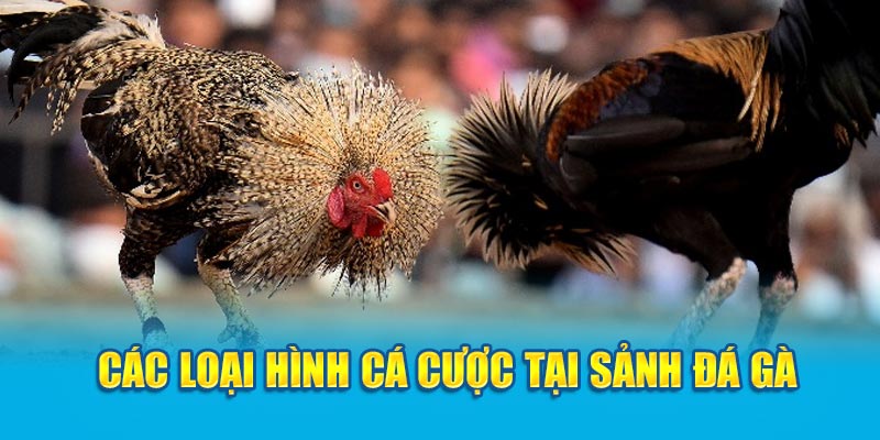 Các loại hình cá cược tại sảnh đá gà