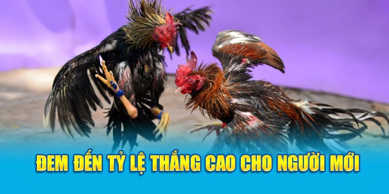 Đem đến tỷ lệ thắng cao cho người mới