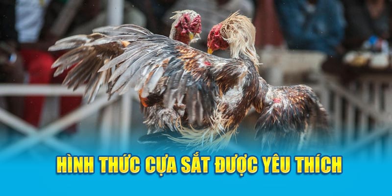 Hình thức cựa sắt được yêu thích