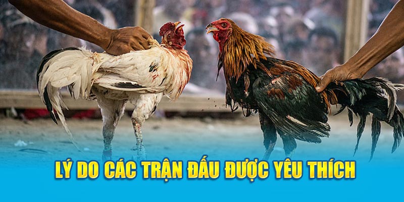 Lý do các trận đấu được yêu thích